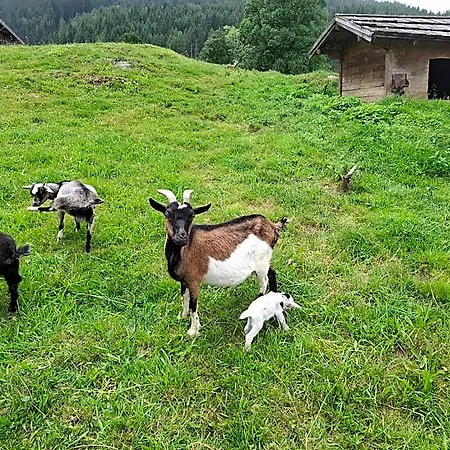 Stammerhof Couette-café Schladming