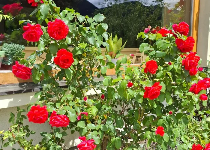 Bed & Breakfast Stammerhof 3*